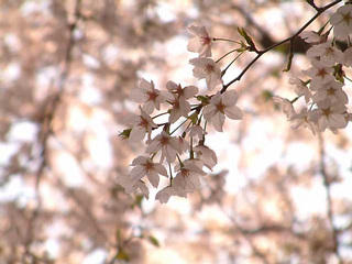 �͂邩���ӂ��܂���