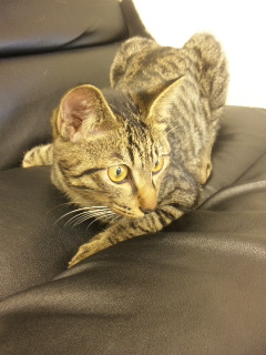 �L�J�t�F�ɂ�