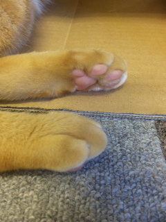 ���������A�g�e�X�g�B