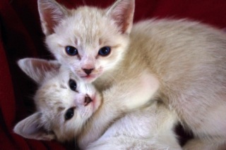 �ʂ��u���ւ�Łv