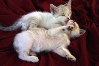 ������