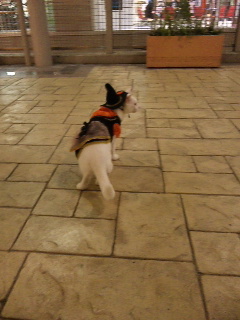 �u�A�^�V����Ȍy��������Ȃ���v