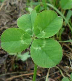 �A�N�A�l���璸�������N�G�X�g�B