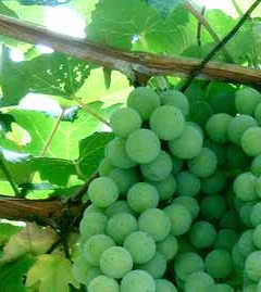 �����l���璸�������N�G�X�g�B