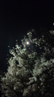 ���̌��������猎������B