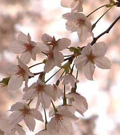 �����l���璸�������N�G�X�g�B