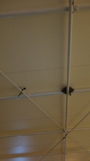 �Ō�̈�H��