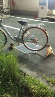 �R���r�j�Ɋ���ďo�Ă�����