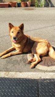 �V�����v�[��B