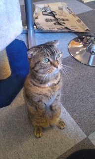 �L�J�t�F�Ȃ��I