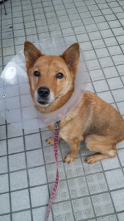 �G���U�x�X�J���[�B