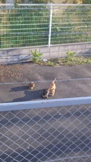 ���Ԃ̌���������