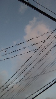 �d���I���Ȃ��B