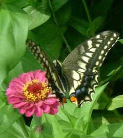 ���{�l���璸�������N�G�X�g�B