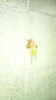 �E�璆�̂��ݔ����B