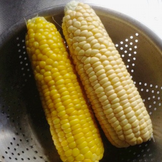 �������̂Ƃ����낱���B