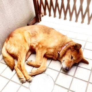 �{���̕�����B