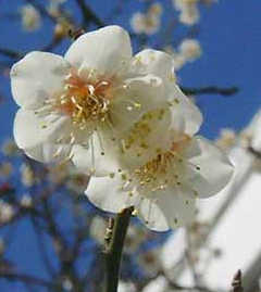 ��M���E�o�g����A����l�Ƃ�����E���Ă��܂����[�B