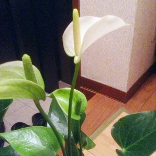 �����̊ق���