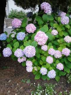 ���z�Ԃ̋G�߁B