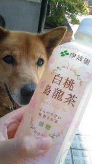 �ɓ����̔����G����