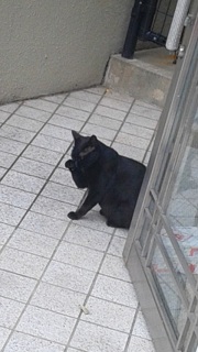 �O�ɉ�����ɂ�񂱂���