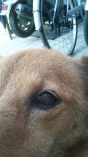 ������̍��ځB