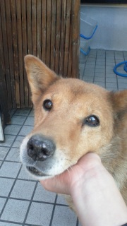 ���ӂ���