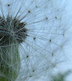 �����l���A�w�����o�g���x��