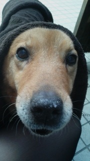 �{���̕�����