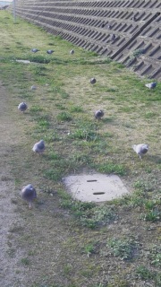 ���A���ƎU�����Ă��