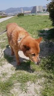 �ǂ��V�C�ł��B