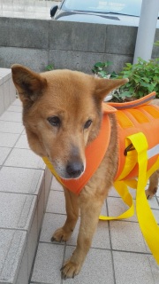 �����̃t�[����B