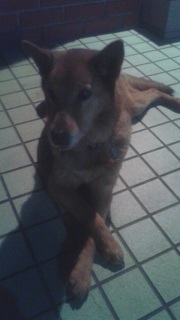 �����̃t�[����B