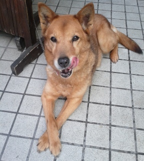 ��������߂����B