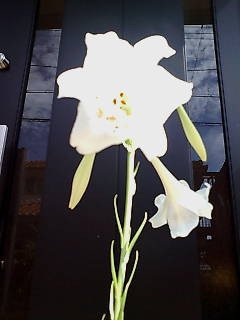 ������Ă��S���̉ԁB