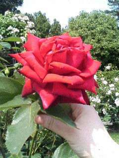 �҂�����o�g���`�uWish�vVer.�I