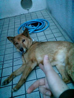 �񃖌��U��