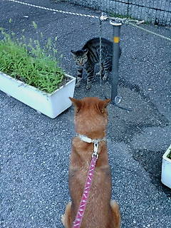 VS��ǂɂ�񂱁B