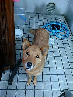 �����̂����̂��